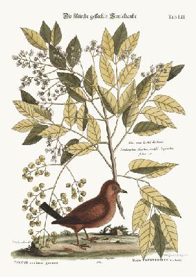 The Ground Dove 1749-73