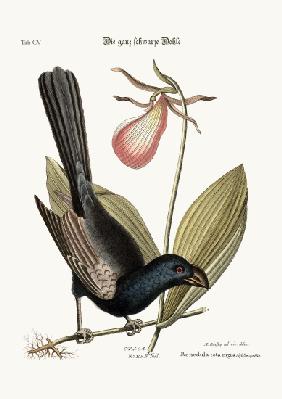 The Razor-billed Black-bird of Jamaica 1749-73