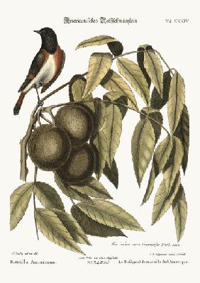 The Redstart 1749-73