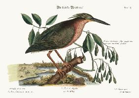 The small Bittern 1749-73