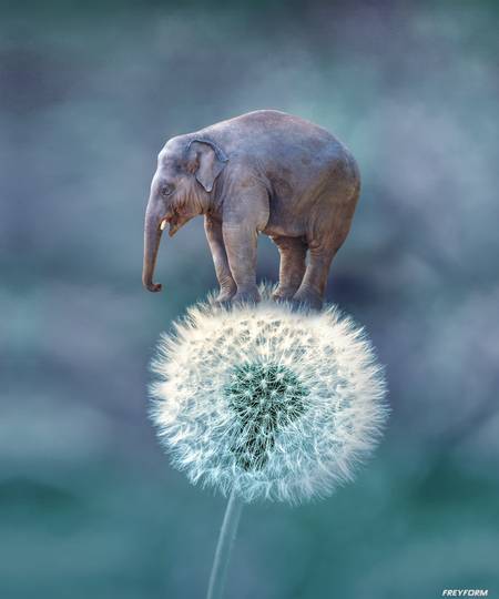 Elefant Auf Pusteblume 2020