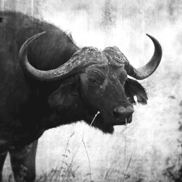 Buffalo von Lucas Martin