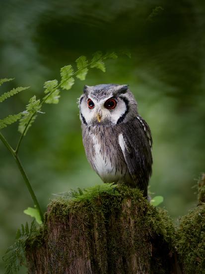 Im tiefen,dunklen Wald