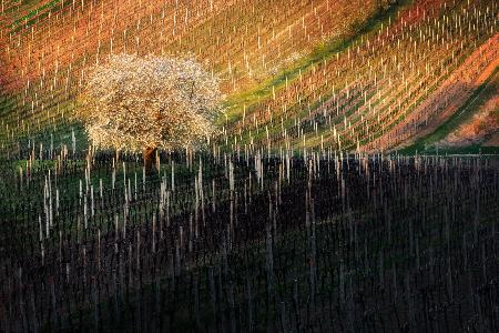 Baum in der mährischen Toskana