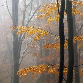 Herbstwald