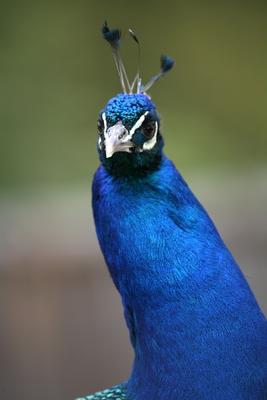 Blauer Pfau von Martina Berg