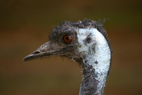 Emu von Martina Berg