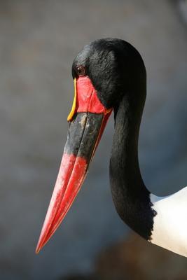 Sattelstorch