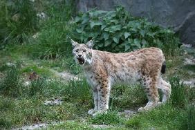 Luchs