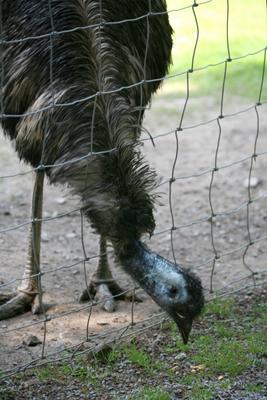 Emu