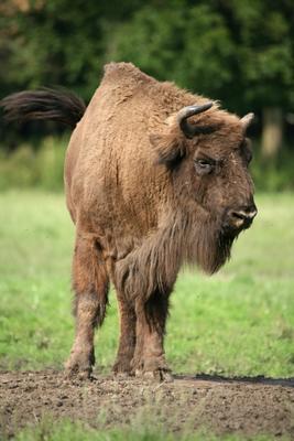 Wisent