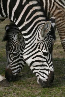 Zebras