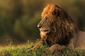 Aufpassender Sonnenaufgang des männlichen Löwes auf Masai Mara