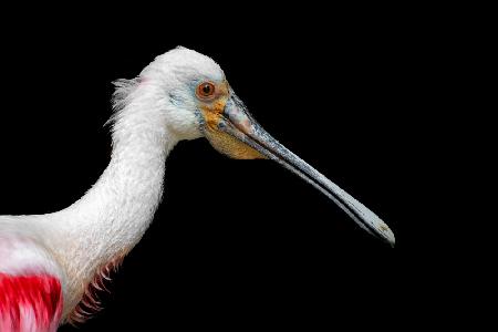 Afrikanischer Löffler - Platalea Alba