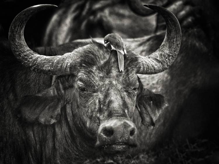 Red-billed Oxpecker and the Buffalo von Mathilde Guillemot