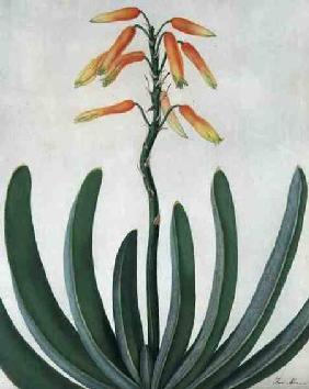 Aloe Striata (w/c and gouache over pencil on vellum)