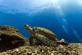 Marine turtle