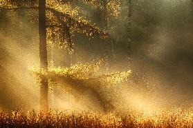 Herbstlicht