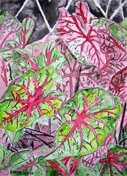 Caladiums Plant von Derek McCrea