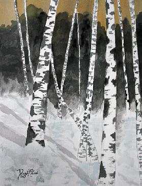 Birch tree 2