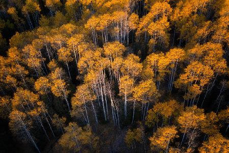 Aspen im Herbst