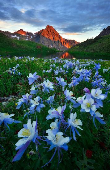 Blaues Columbine-Paradies