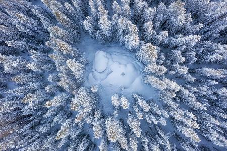 Wald im Winter