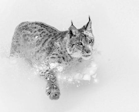 Luchs in seinem Element