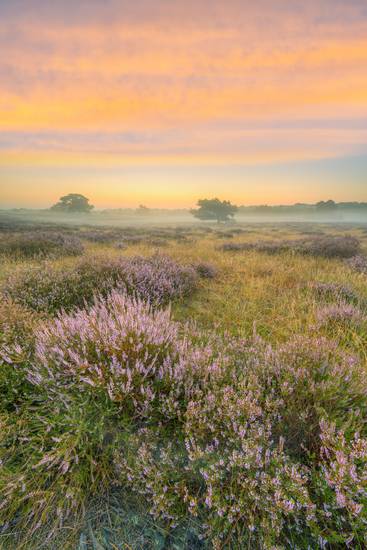 Kurz vor Sonnenaufgang in der Heide