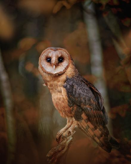 Schleiereule im Wald