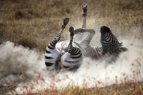 Dust bath