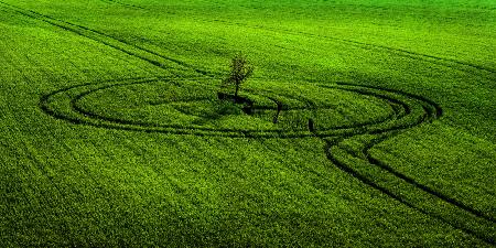 Baum in Reihen