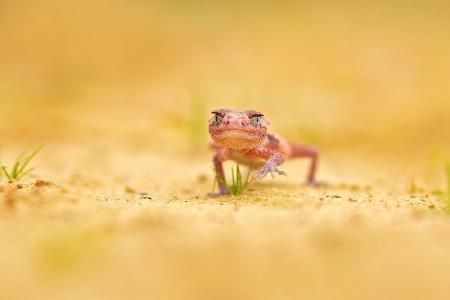 Gebänderter Knopfschwanzgecko