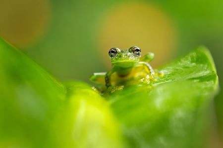 Kaskaden-Glasfrosch