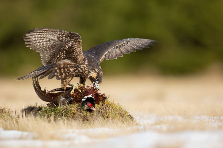 Peregrine Falcon von Milan Zygmunt