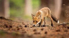 Red Fox