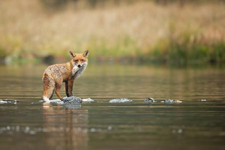 Roter Fuchs