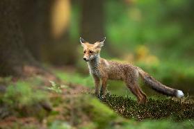 Roter Fuchs