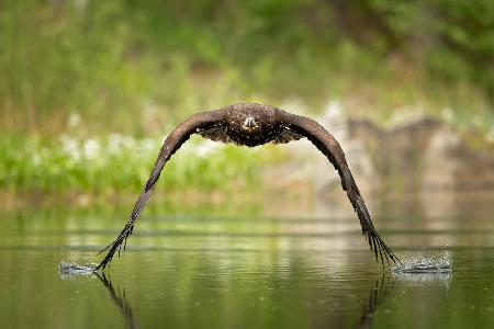 Seeadler