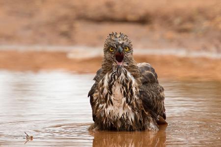 Veränderlicher Habichtsadler