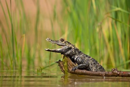 Zwergkrokodil