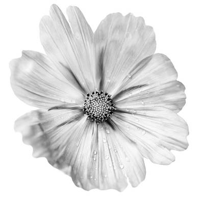 Blume in Schwarz Weiss 2021