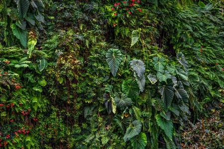 Natur, Pflanzenwelt, Pflanzenwand, Fauna und Flora, Blumen und Blätter, Traumhafte Natur 2022