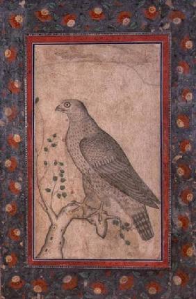 Falcon perched on a leafy stump c.1650