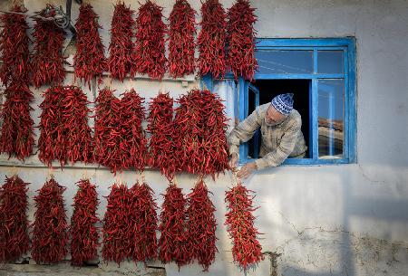 rote scharfe Paprika