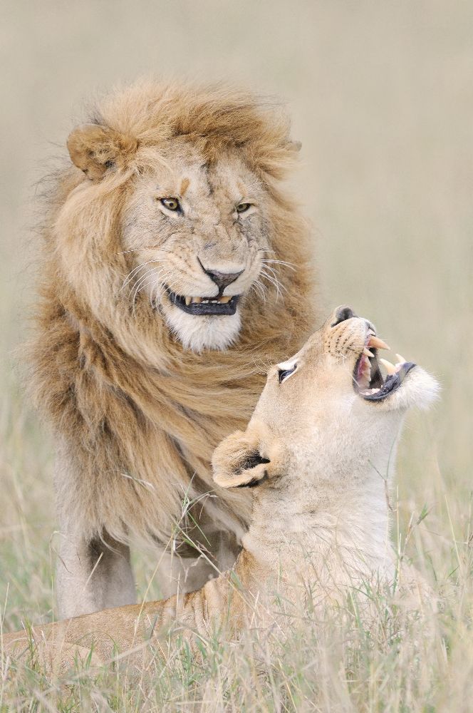 Lion Liebhaber von Muriel Vekemans