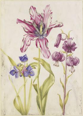 Tradescantia, Tulpe, Türkenbund