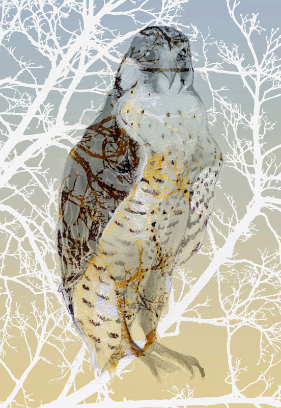 Peregrine Falcon von Nancy Moniz Charalambous