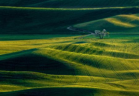 Die Ansicht von Palouse