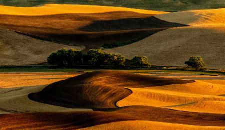 Palouse-Feld